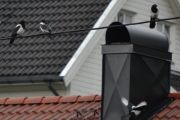 15 juni 2016 - OBS jeg må opp igjen