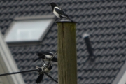 15 juni 2016 - nærbilde av dem