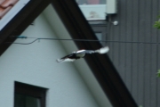 17 juni 2016 - tar ledningen med 20 cm.