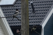 17 juni 2016 - nok en landingsplass