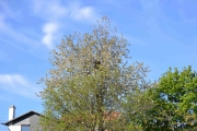 17 mai 2016 - Skjærereir