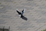 18 juni 2016 - hjelp, problemer med å fly