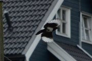 18 juni 2016 - jepp, her flyr jeg