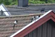 22 juni 2016 - en rolig dag
