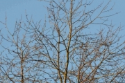 27 februar 2016 - 2 Skjærer i treet