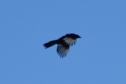 28 juni 2016 - elegant flyver