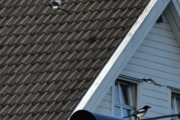 28 juni 2016 - videre på sin ferd