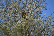 Skjærereir 12 mai 2016