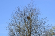 Skjærereir 6 mai 2016