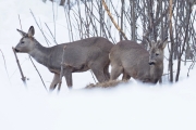 Knut 11 mars 2018 - Rådyr i Maridalen