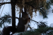 Knut 11 mars 2018 - Men flotte bilder er det