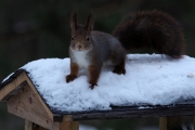 Knut 11 mars 2018 - Dagens Ekorn Pekorn, bildene er fra soverommet hans søndags morgen