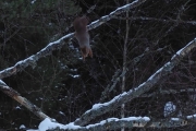 Knut 11 mars 2018 - Ekornhoppet, og Knut følger med hoppet med kamera