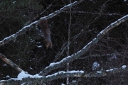 Knut 11 mars 2018 - Ekornhoppet, nå er`n i luften