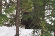 Knut 13 mars 2018 - Dagens Elg ved kirkeruinene. Nesten i vannkanten