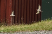 Knut 16 juni 2018 - Stillits i Sandefjord