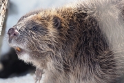 Knut 16 mars 2018 - Nå ser vi tannebissen også