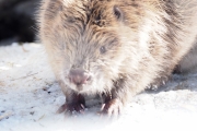 Knut 16 mars 2018 - Dette var veldig nære bilder da