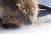 Knut 16 mars 2018 - Jo da, det er en Bever