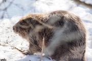 Knut 16 mars 2018 - Takk Knut for flotte bilder av Beveren