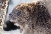 Knut 16 mars 2018 - Bevern fra siden, unike bilder