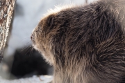 Knut 16 mars 2018 - Knut! Nå må du være snill!