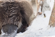 Knut 16 mars 2018 - Ser vi en Beverhale?