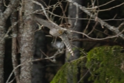 Knut 19 april 2018 - Spurvehauken i Maridalen