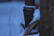 Knut 19 januar 2018 - Trekryperen nedenfor Sandermosen