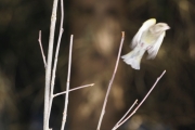 Knut 2 april 2018 - Grønnfinken i farta