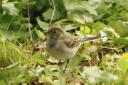 Knut 20 juni 2018 - Linerle-unge