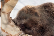 Knut 20 mars 2018 - Se hvordan den bruker forbena, ser ut som små hender