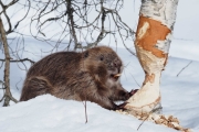 Knut 20 mars 2018 - Castor Fiber som han kaller den