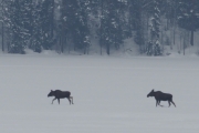 Knut 21 februar 1018 - Elg i Maridalen på vei hjem