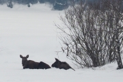 Knut 21 februar 1018 - Elg i Maridalen på vei hjem