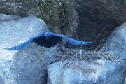 Knut 22 april 2018 - Ravn i formiddag. Sandefjord, her tar den av