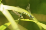 Knut 22 juni 2018 - Noen insekter som driver med et eller annet, litt fly dette også ikke sant?