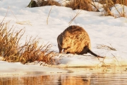 Knut 23 april 2018 - Knut ser Bevere igjen