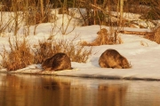 Knut 23 april 2018 - Knut ser Bevere igjen, hvordan skal jeg slå denne karen her?