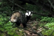 Knut 23 mai 2018 - En liten kveldstur i Skarselva idag
