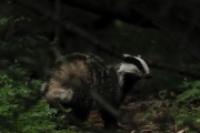 Knut 23 mai 2018 - En liten kveldstur i Skarselva idag