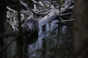 Knut 23 mai 2018 - En liten kveldstur i Skarselva idag