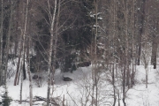 Knut 24 februar 2018 - Elgen i Maridalen