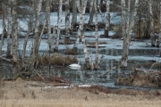 Knut 27 april 2018 - Bilde fra Utsikten og på vei hjem nede i dalen, er det en Svane han ser?