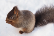 Knut 27 januar 2018 - Dagens frokostgjest, den er bare så søt