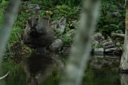 Knut 28  juni 2018 - Beverdama i Maridalen