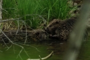 Knut 5 juni 2018 - Beverfamilien nå ikveld. Skarsbrua