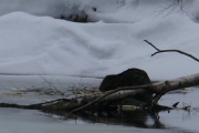 Knut 7 april 2018 - Beveren ved Dausjøen