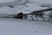 Knut 7 april 2018 - Beveren ved Dausjøen
