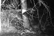 Knut 7 april 2018 - Bevern i Turtermarka idag